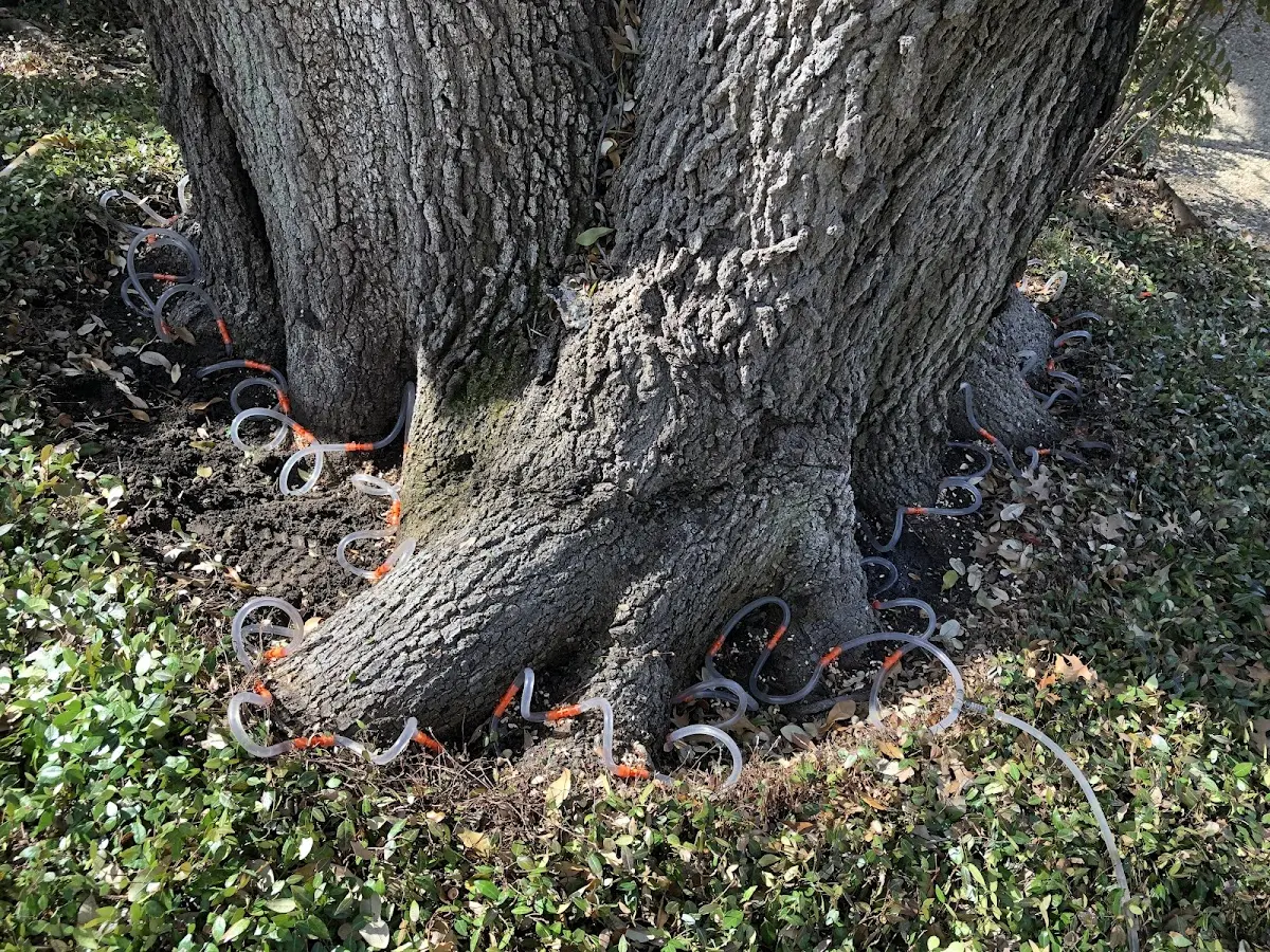 Detailed Tree Cabling and Bracing job site in Brightwood
