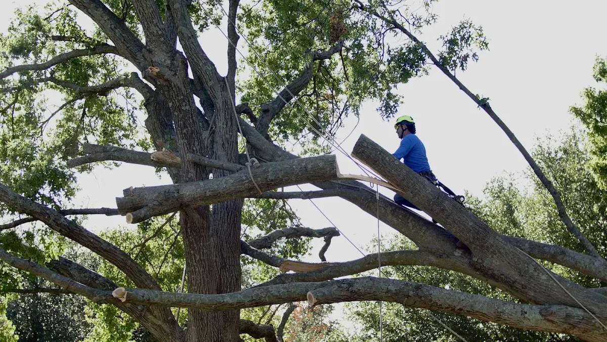 Professional Crown Thinning performed by certified arborists in Brightwood