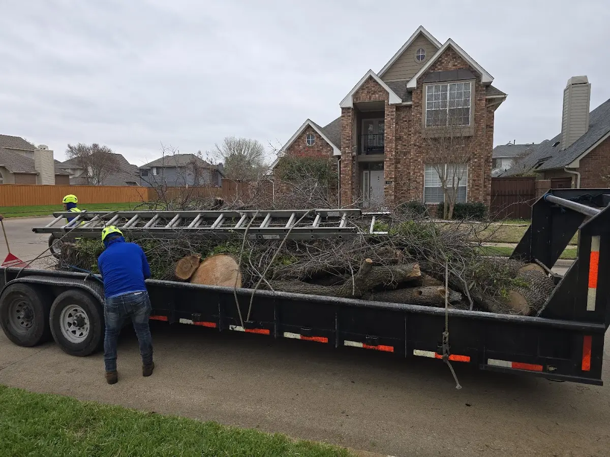 Expert Deadwooding with proper safety equipment in Brightwood